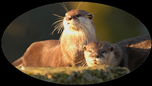 Two otters in the autumn sun