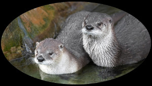Two wet otters