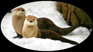 Two otters in the snow